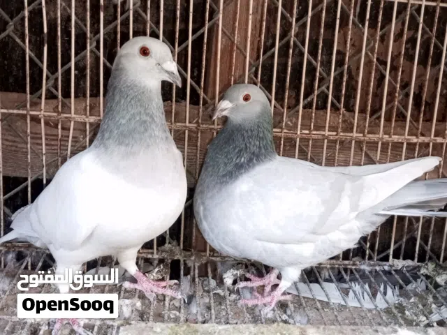 كوبية زاجل ايس