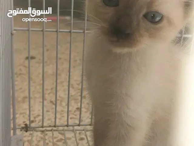 قطة للبيع من نوع سيامو تتمتع بجمال وجادبية جميلة