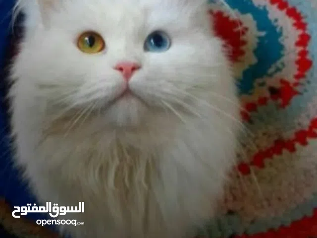 قط شيرازي ذكر معقم من المنطقة الغربية تحديدا غياثي و البيعه مستعجله لان سفرتنا قريبه ومالقيت حد يهتم