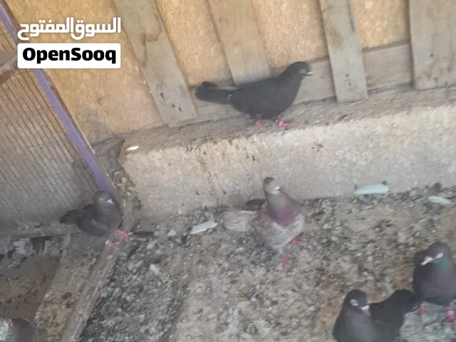 حمام لوت للبيع سعر تك 5 الاف بيهن خمبي وبيهم مقلم بيهن ماشيه واحرك ومقلمه