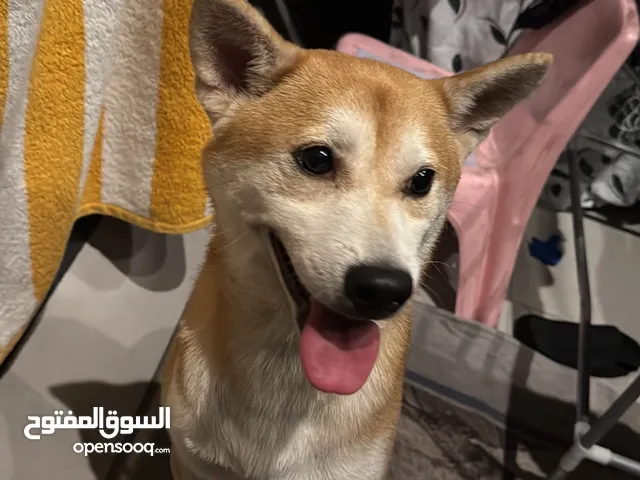 كلب شيبا إينو السعر قابل للتفاوض عمر سنتين الكلب ب صحه جيده معاه كل أدواته السرير والبيت متربي جدا