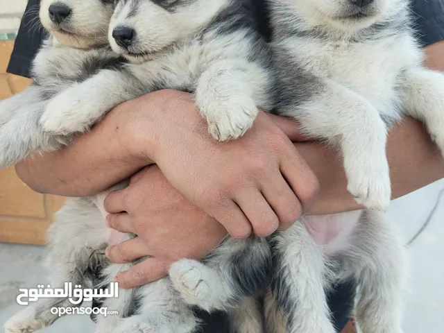 كلاب هاسكي للبيع