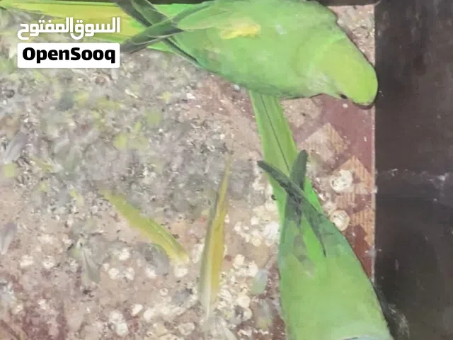 دره هندي