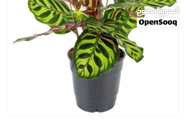 نبات الطاووس Peacock Plant