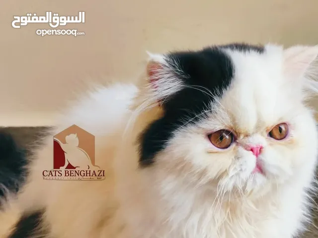 11 قط بيكي فيس