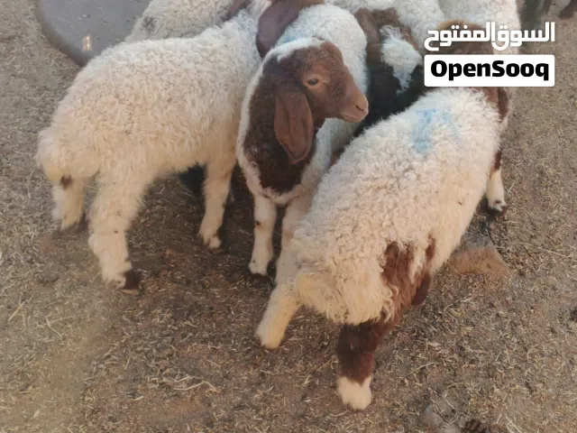 8 عبر أعمارهن شهرين ع المعلف مفطومات شغل تأخير
