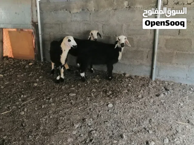 ما شاء الله  حملات إناث  نظاف طيبات الي يريد حال تربيه ولا ذباح سمان