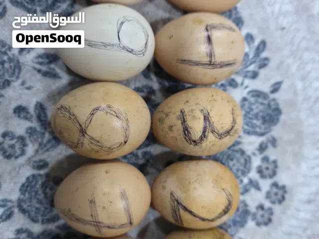 بيض هراتي الماني تركي للبيع