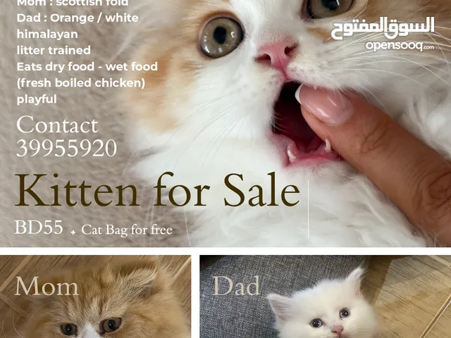Orange kitten mixed with scottish fold mama - and himalayan dad - Cat bag for free - with Delivery