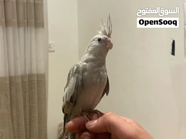 كوكتيل الليف وايت فيس