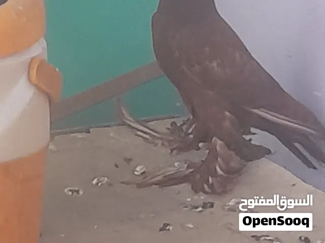 حمام رواعب