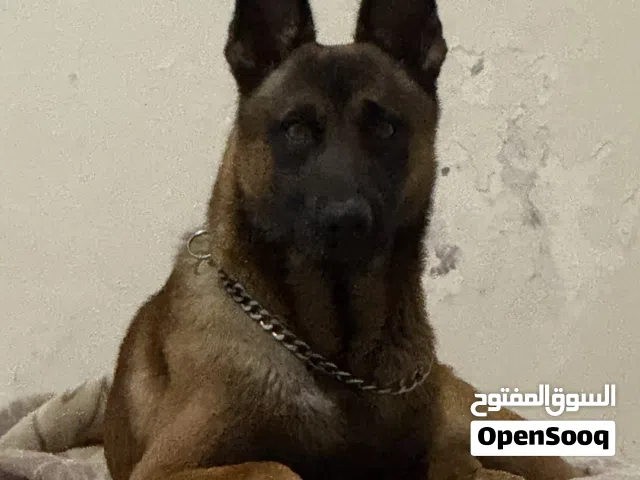 مالينواه——