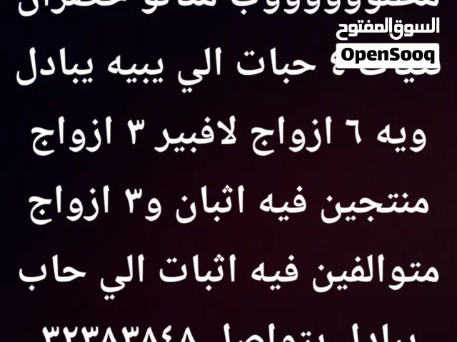 مطلووووووب متاتو خضران نثيات 4 حبات الي يبيه يبادل ويه 6 ازواج لافبيرد