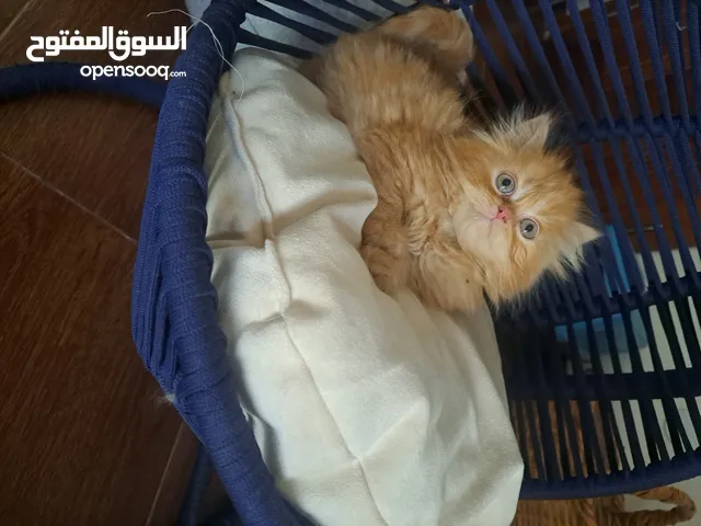 شرازي مون فيس درجة أولى العمر شهرين