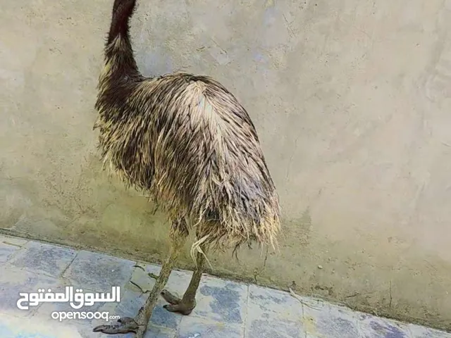 زوج نعام للبيع في صنعاء