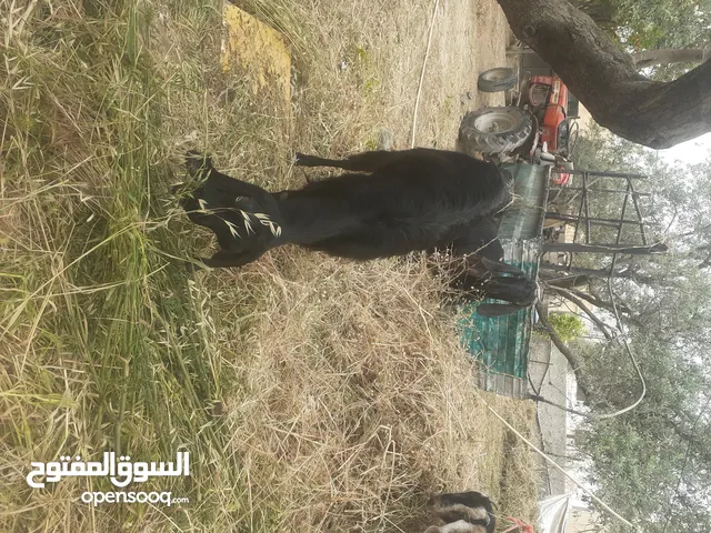 عنزه شاميه رباعيه للبيع
