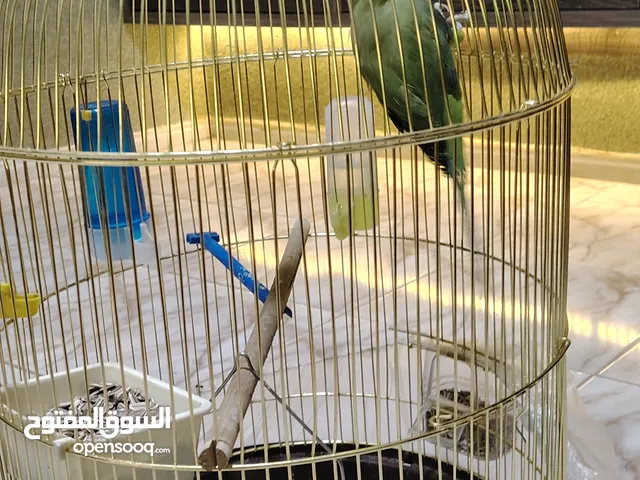 ببغاء دره العمر سنه