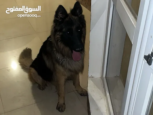 للبيع او للتلقيح(الراعي الالماني)