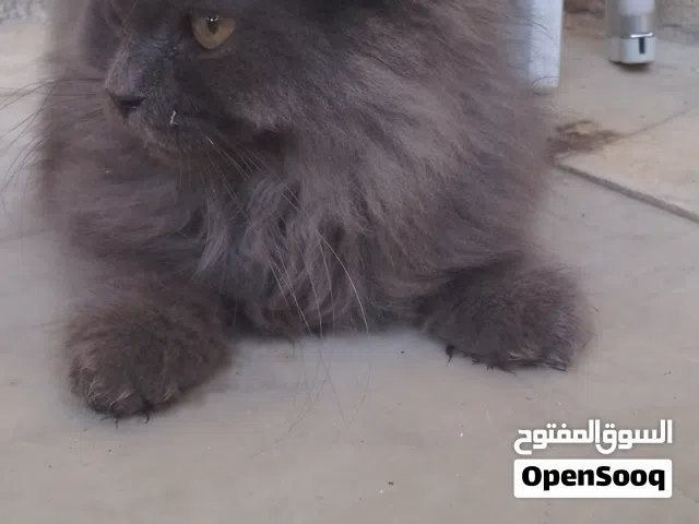 2 month old persian cat