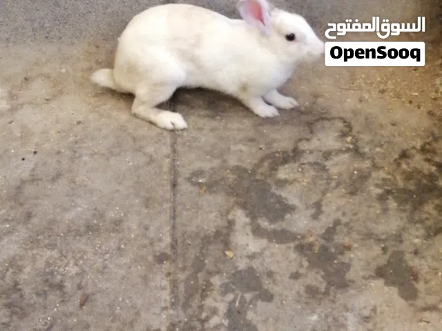 ارنب للبيع