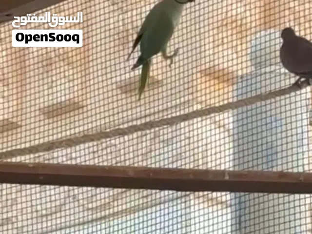 دره اخضر فيهن زوج اكيد وفيه زوج ثاني بس ما اعرفه وين وفيه فرديات  للبدل بانثى دره ازرق او دره ابيض