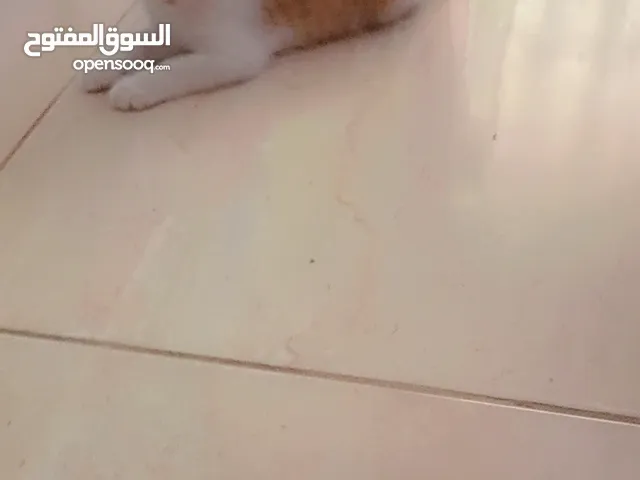 كيتن اناثي مكس بين الشيرازي والخاو ماني التركي للتبني عمرهم شهرين مفطوين ونظاف