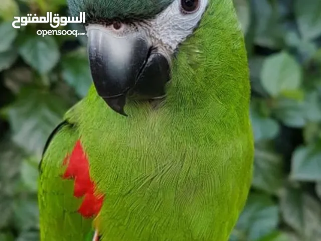 Mini macaw parrots family tamed full talkative very healthy and lovely