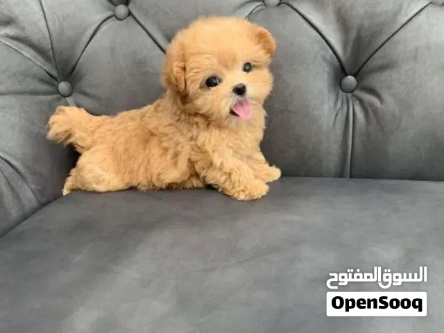 Adorable Poddle Puppies male and females