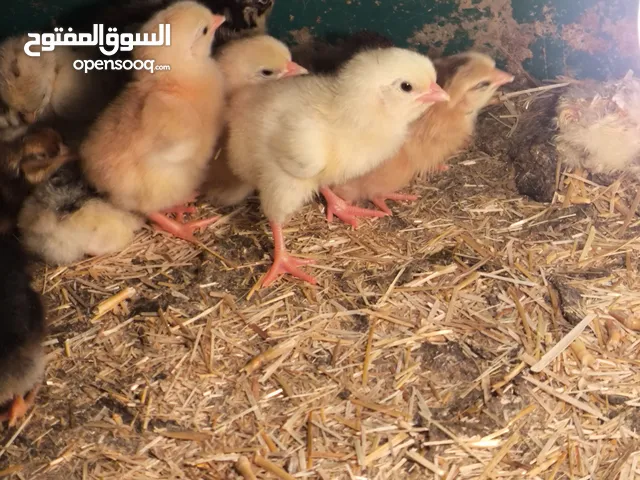 كتاكيت عرب سعر الزوج 3 الاف مكاني ابو الخصيب يوجد توصيل