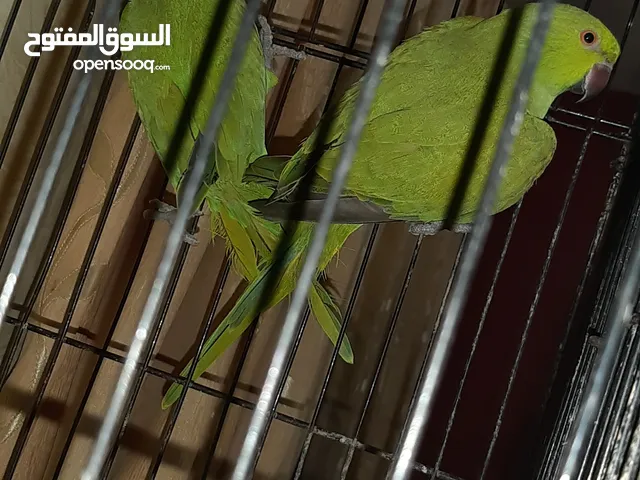 حبتين دره افريقي