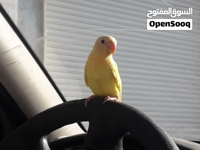 روز بركديلو
