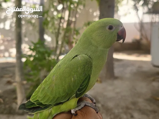 للبيع متو اخضر اليف ومتعلم وما يعض ويصلح للأطفال وياكل بروحه وانتاج البحرين وعمره 5 شهور تقريبًا.