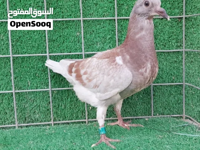 سلام عليكم مطلوب مطلوب فرخ زاجل بغري مكن ابو الخصيب