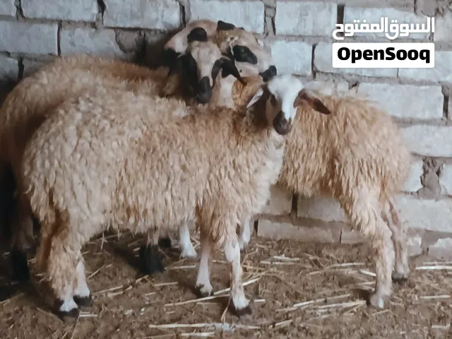 4 فطايم طوق عز ماتكسب الله يبارك فطايم عود وقفا ماشاء الله