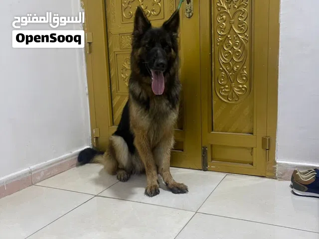 جيرمن شيبرد