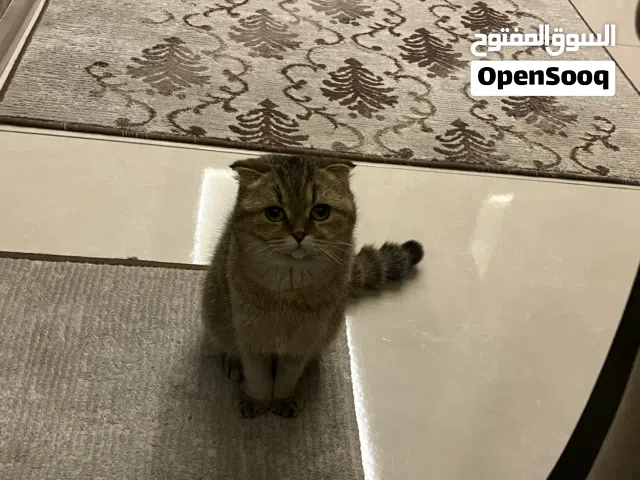 قطة للتبني عمرها 8اشهر سكوتش فولد