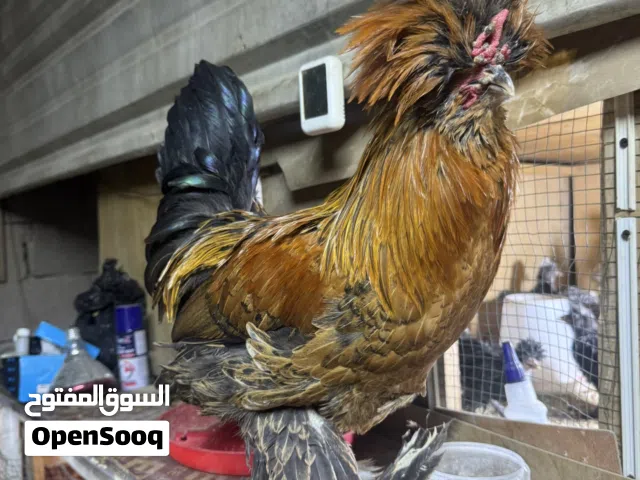 ديج ودجاجه سلطاني شرط البيض حاليا جاي تبيض وملقحات