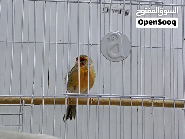 سلام عليكم يوجد كناري مغرد  للبيع