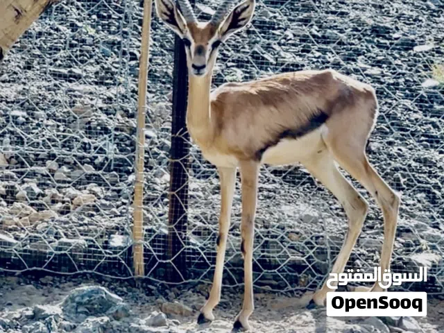 الغزال العربي  الاصيل (الديماني )