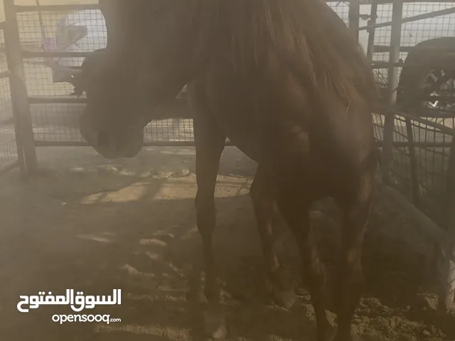 خيل مهر جميل اشقر