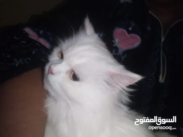 قطه للتنازل وحسن المعامله