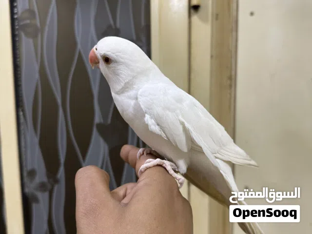 متوه ابيض اليف