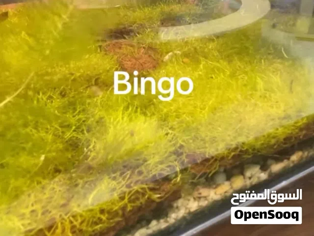 Anyone has plants or fish no need احد عندة نبات او سمجة ما يحتاجة