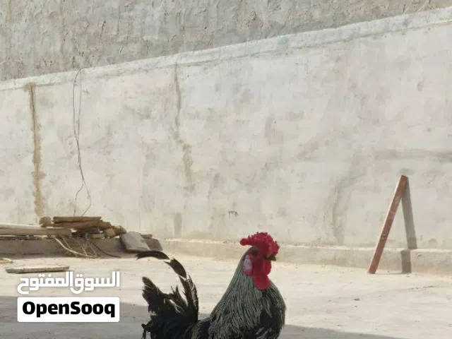 متاح ديح ب 20 و افراخ اسبانيات وياه عددهن 3 واحد ب 7 صحتهن ما شاء الله ملقحات