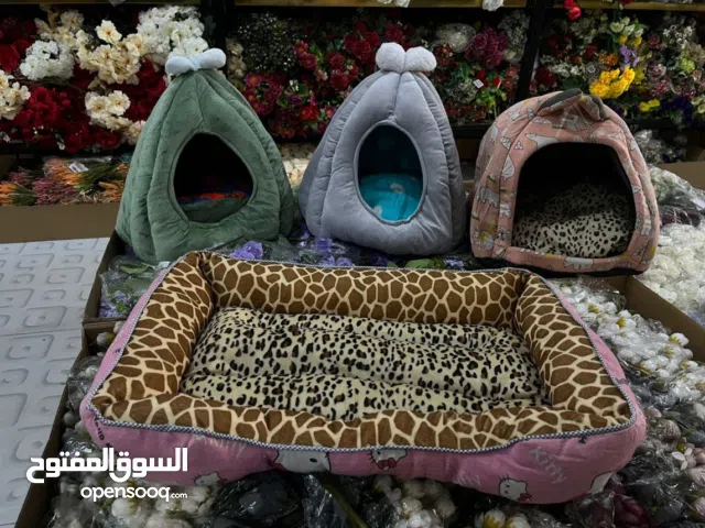 بيوت لا القطط الألف