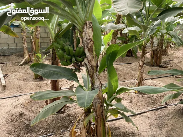فروخ واشجار موز