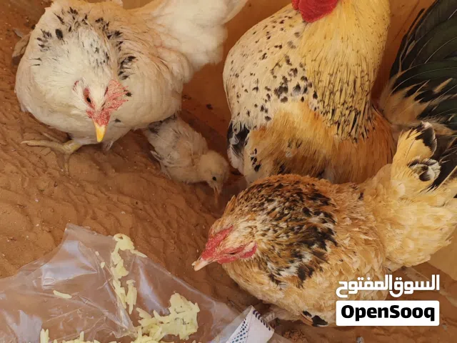 كيني للبيع