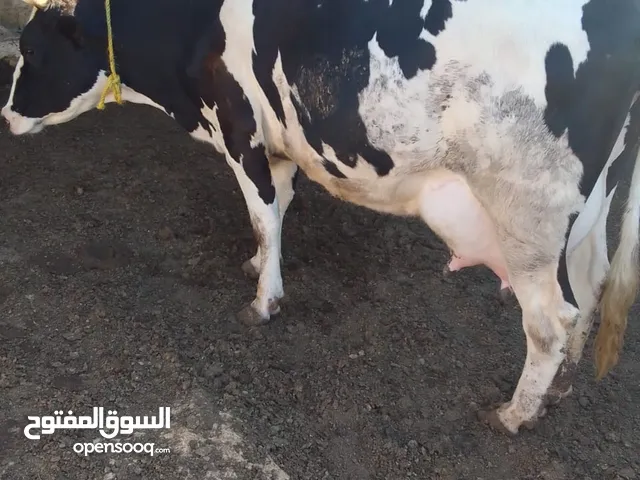 بسم الله الرحمن الرحيم بكيرة جواز نخب أول درار ضللها 6 أيام على ميلادها الواقع أحسن من الصور للأست