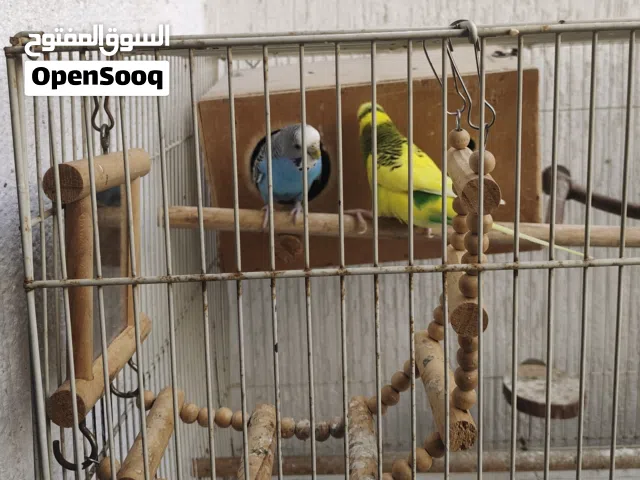 Budgies Pair and Cage