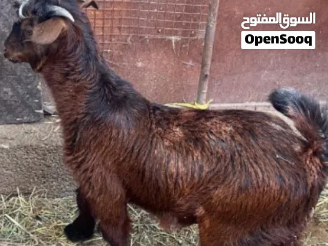 جدي من حلال بني سعيد مشروع فحل ما شاء الله